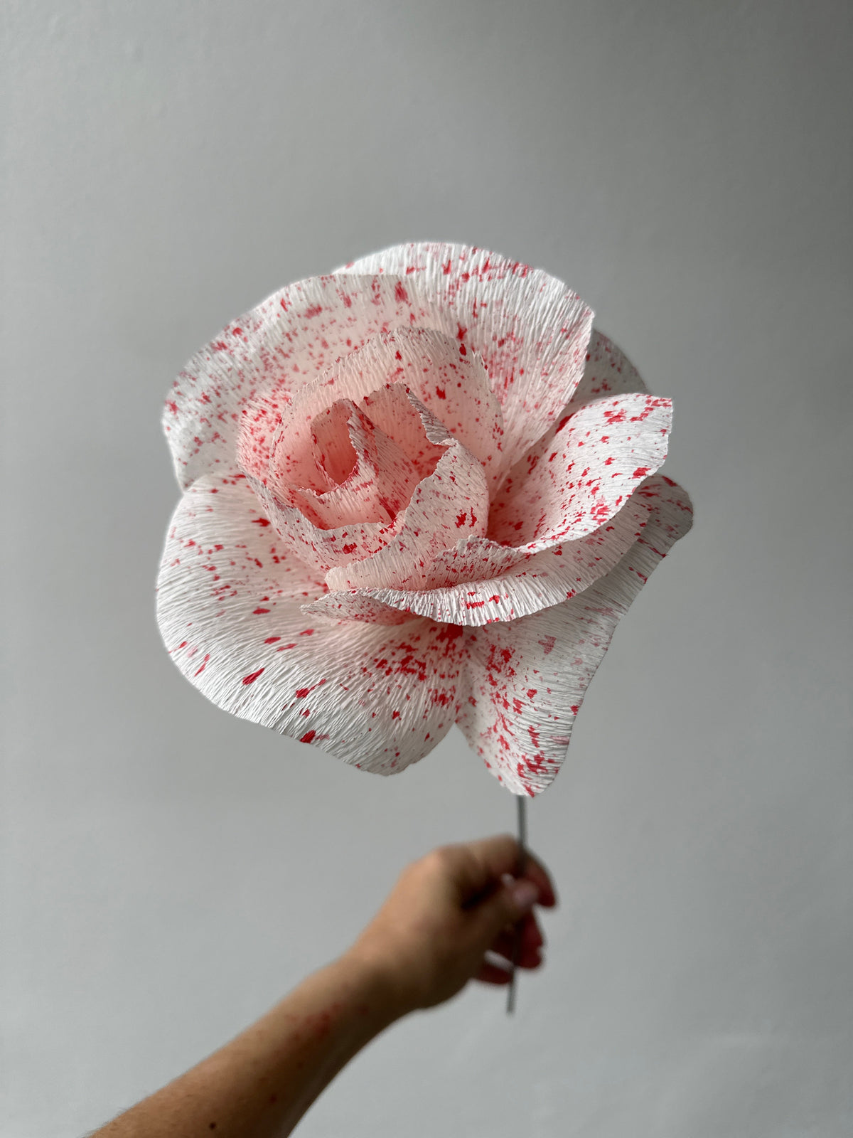 Rose en papier crépon italien blanche mouchetée de rose et de rouge