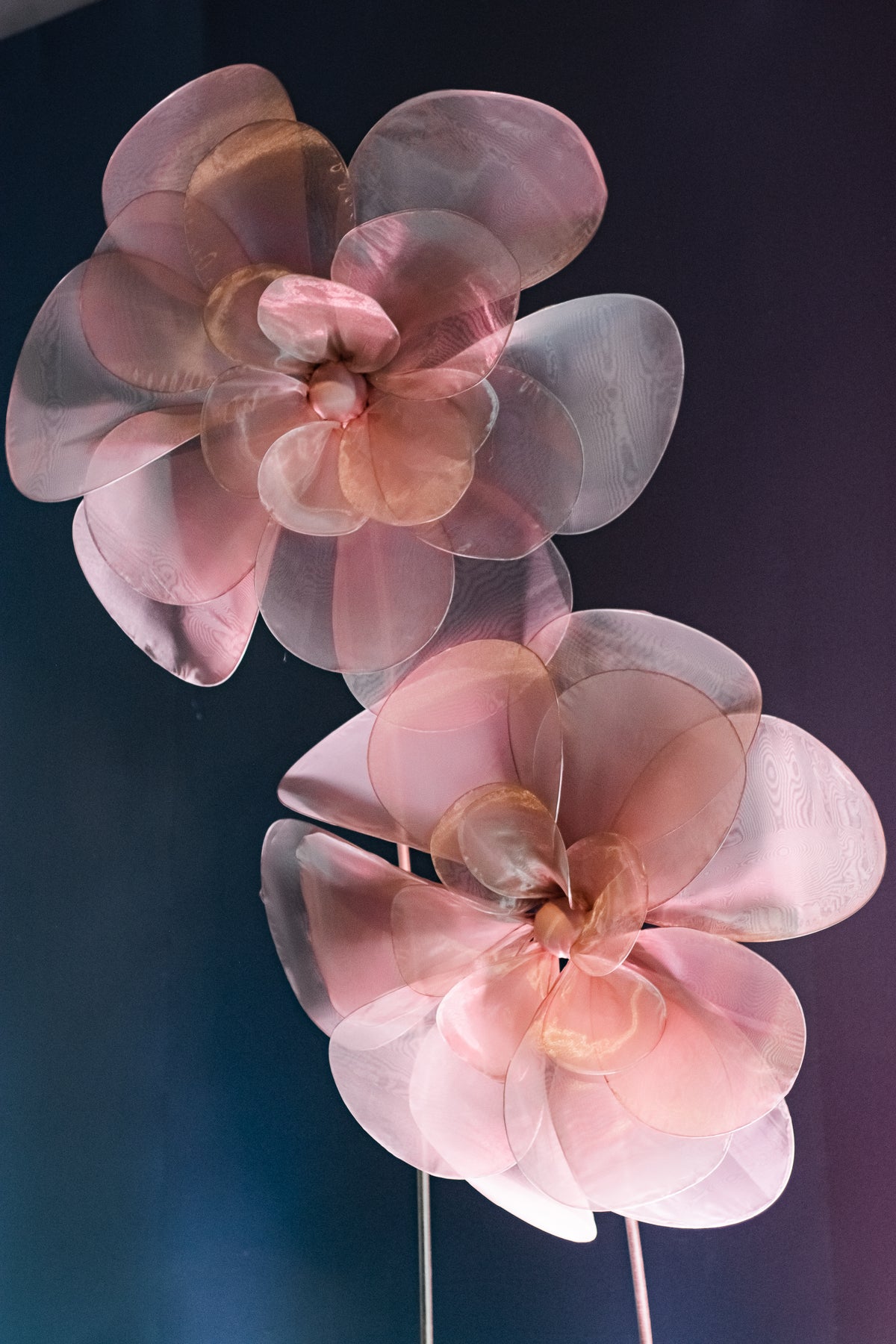 The Dance of the Organza Flowers