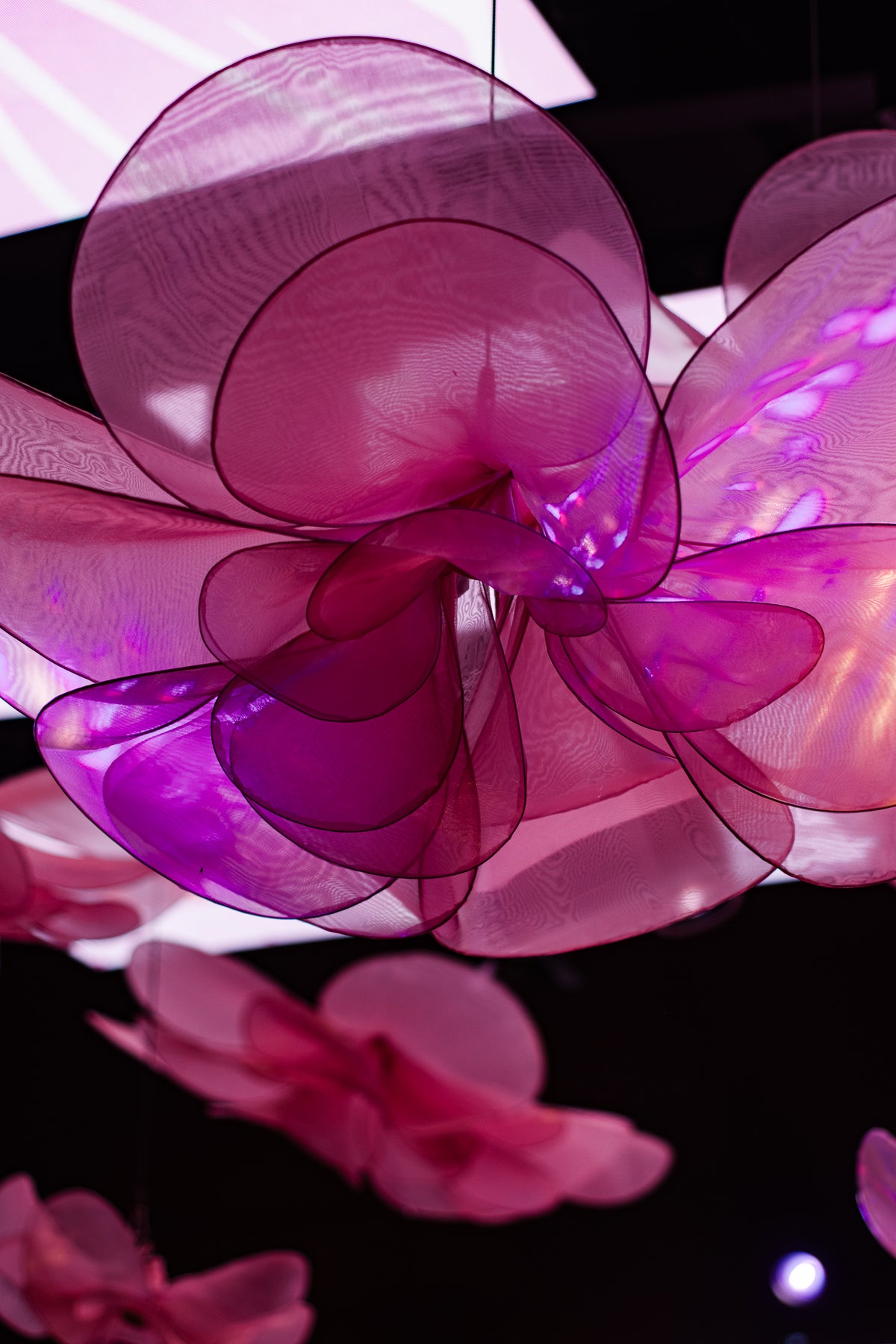 The Dance of the Organza Flowers