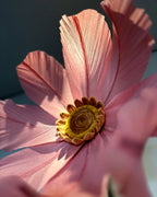 Camomila gigante de papel crepom rosa, detalhe da flor