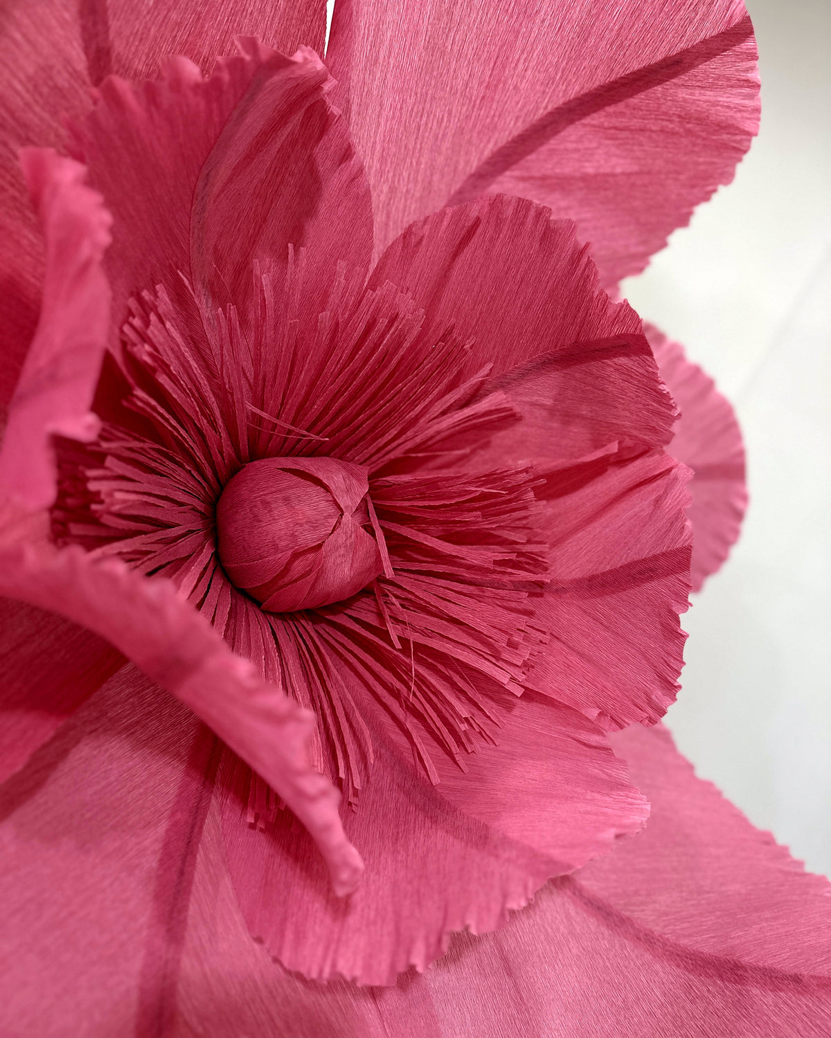 Papoulas gigantes de papel crepom rosa e amarelo, detalhe do miolo