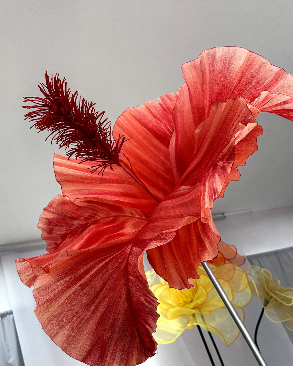 Giant red paper hibiscus, side view
