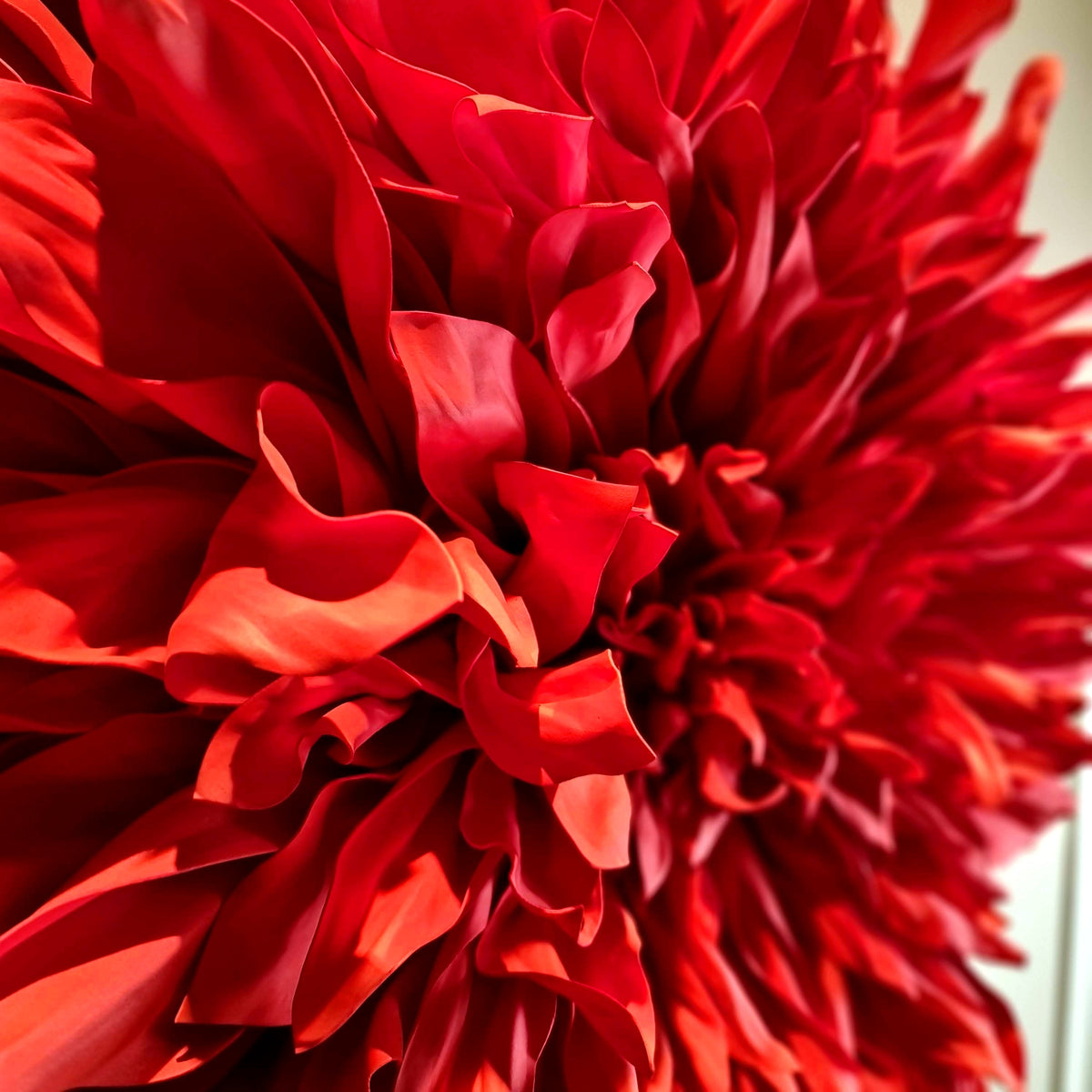 Dália gigante vermelha de parede, detalhe do miolo