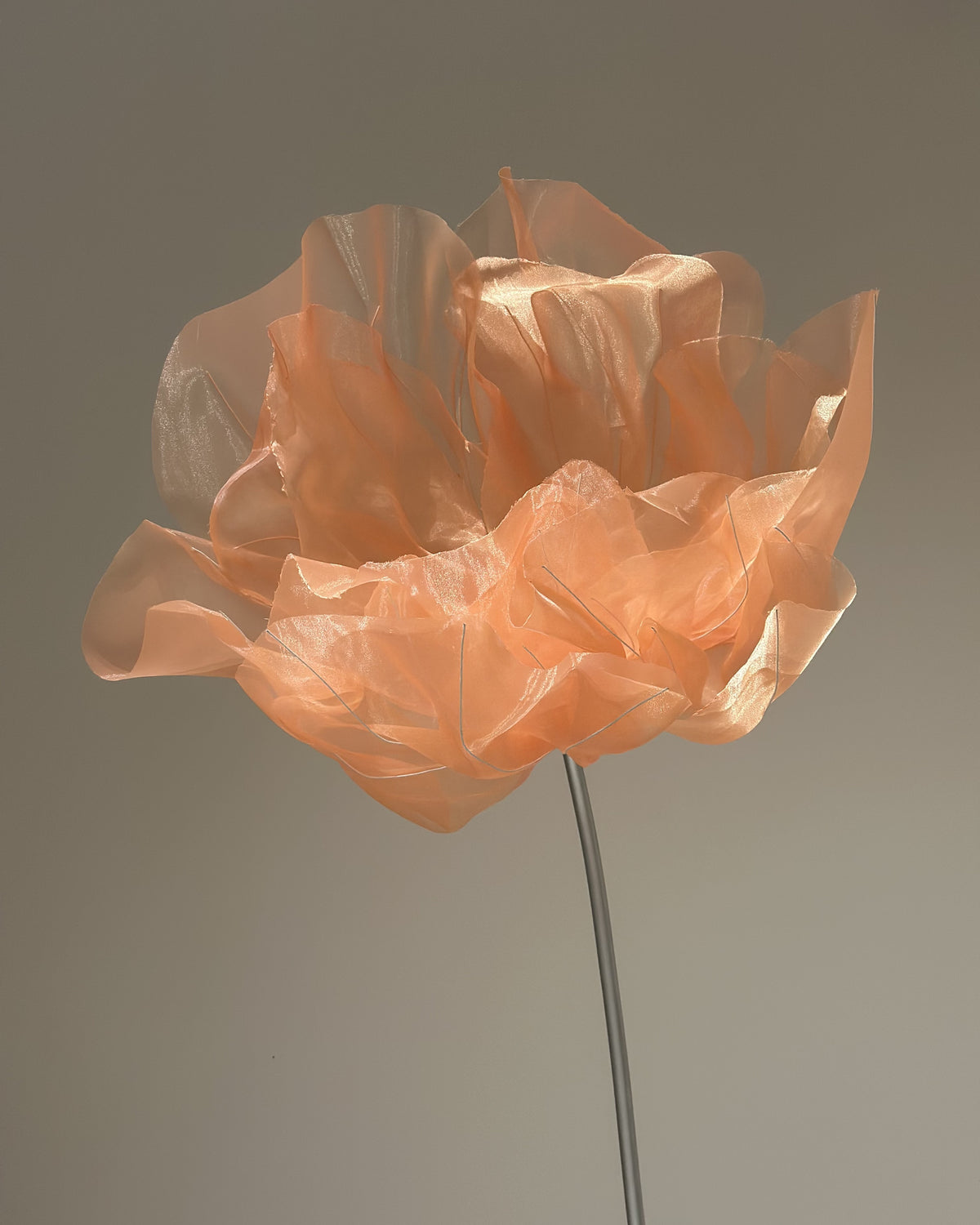 Flor de organza gigante clássica rosa, vista de lado