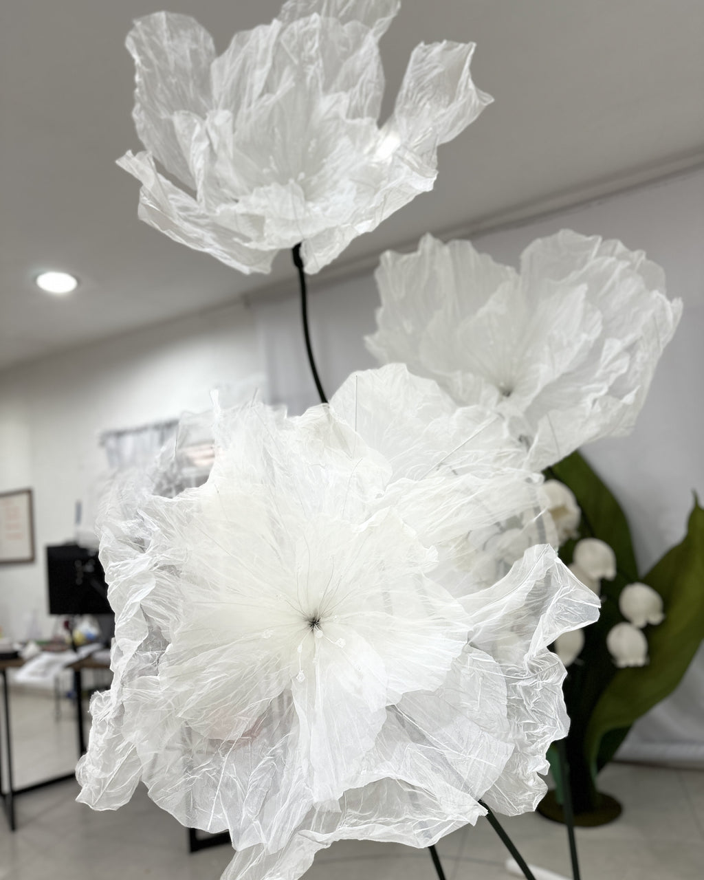 Flores gigantes de organza brancas pintadas à mão, mostrando a escala