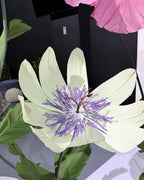 Jardin de fleurs géantes en papier crépon italien, détail de la fleur blanche