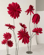 Stands of giant red paper daisies