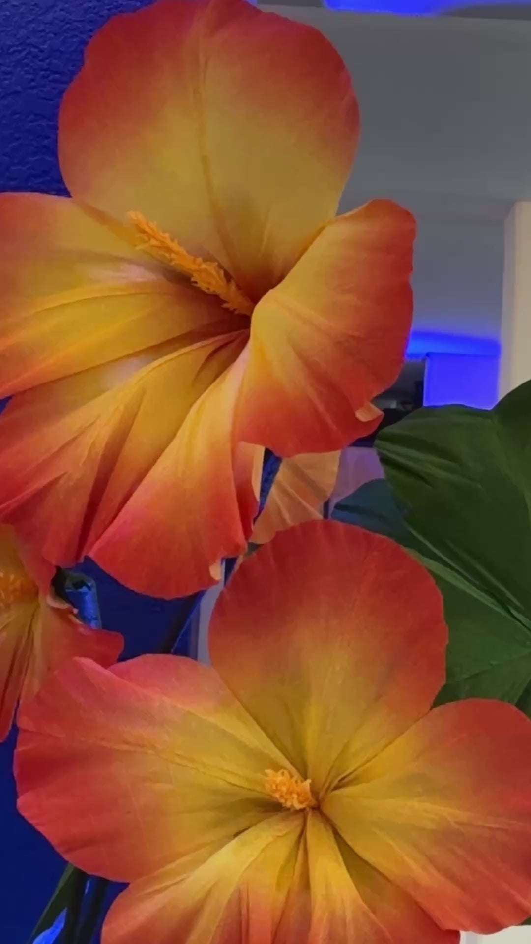 Vídeo dos hibiscos gigantes de papel crepom na decoração de evento