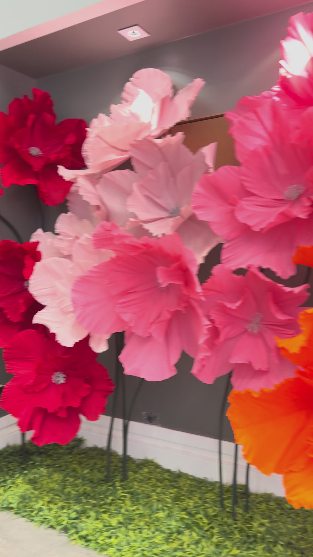 Vídeo das flores gigantes de crepom italiano clássicas em várias cores