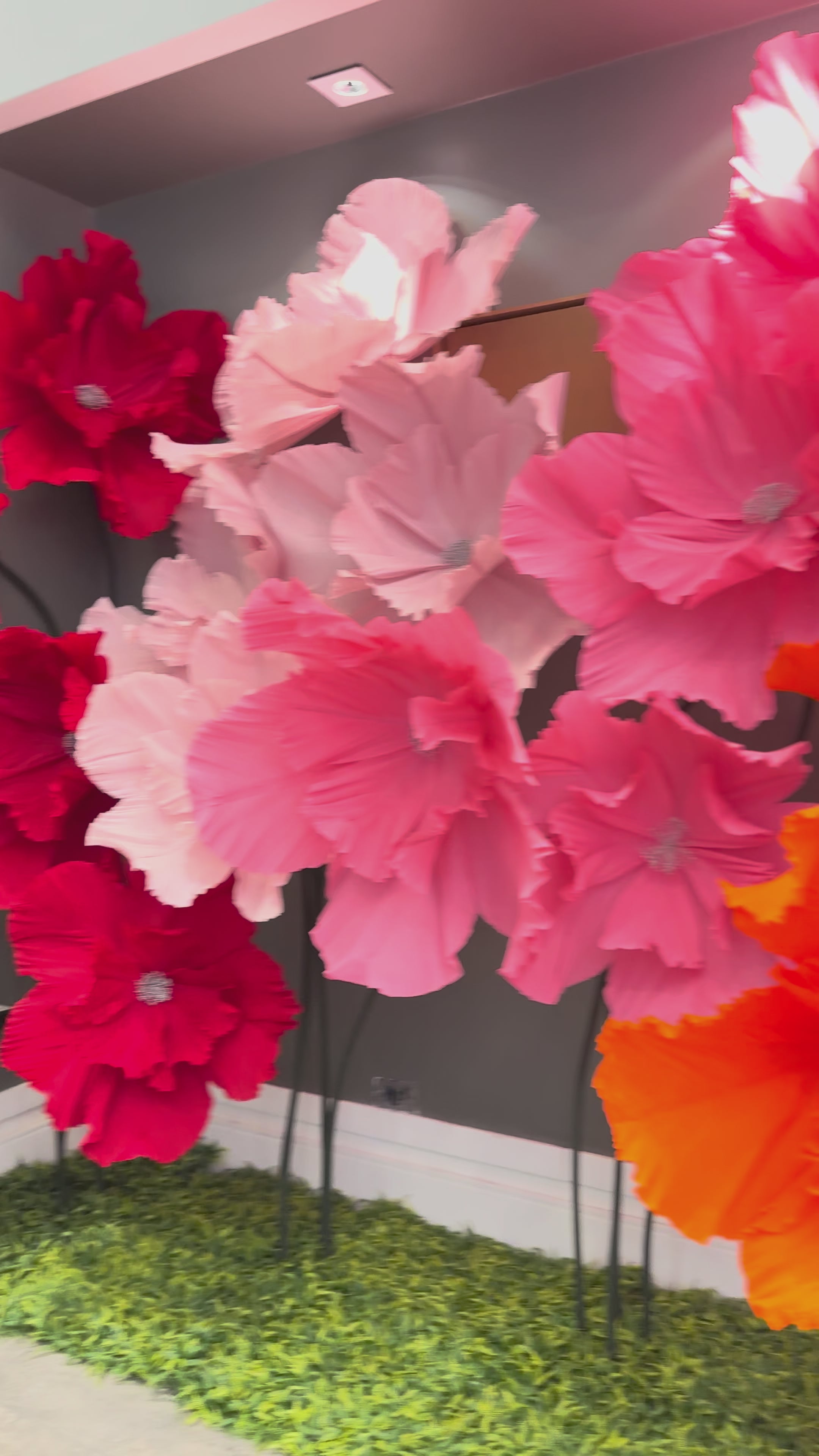 Vídeo das flores gigantes de crepom italiano clássicas em várias cores
