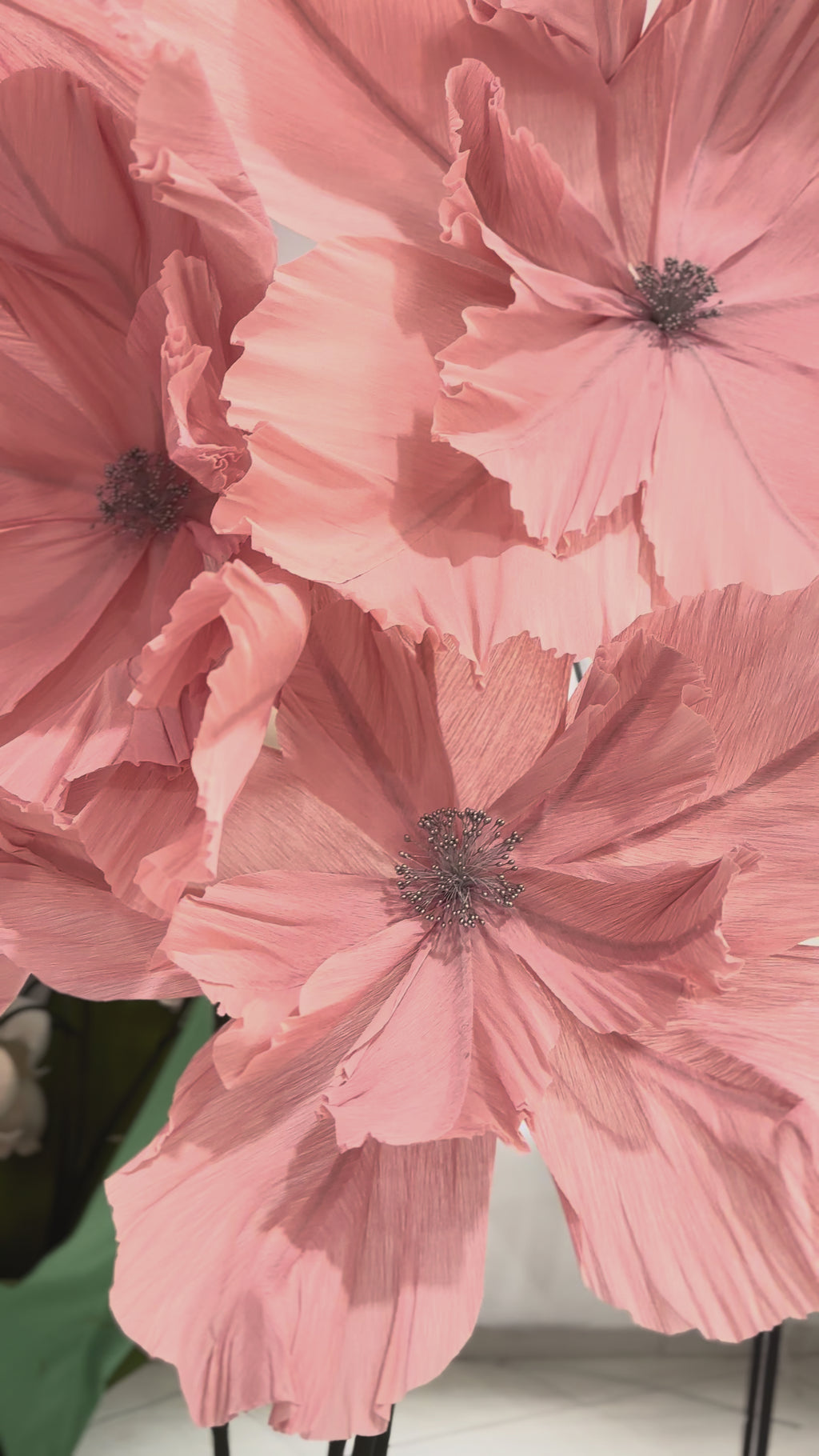 Vídeo da flor gigante de crepom italiano clássica rosa