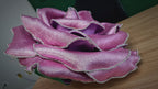 Intense shimmer texture on the giant rose's petal